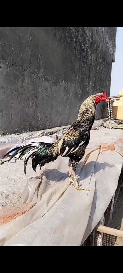 Aseel murg