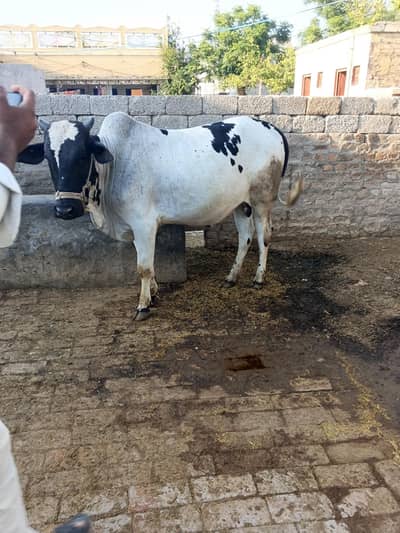 Qurbani Wala janwer