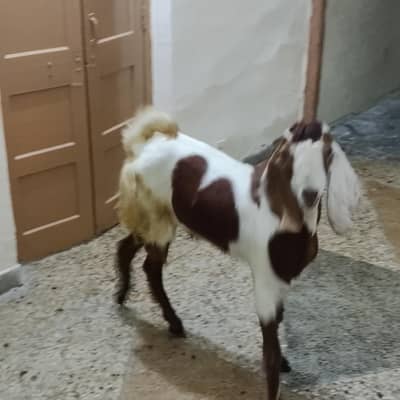 dhonda Bakra ha gr ka Desi jis bhi na laina ha rabata Kara