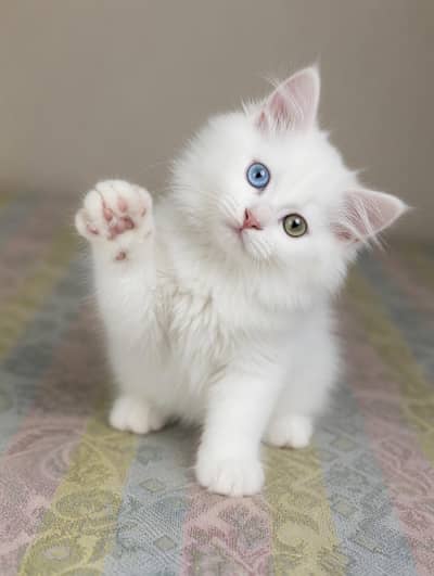 meow adventure