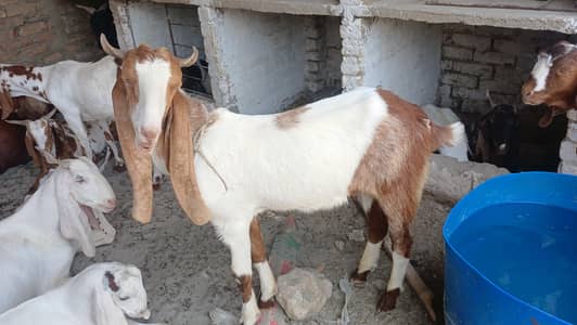 2 dant bakra for qurbani