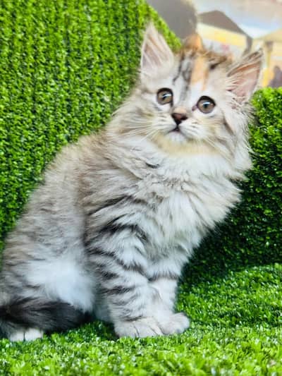 siberian kitten looking for new home