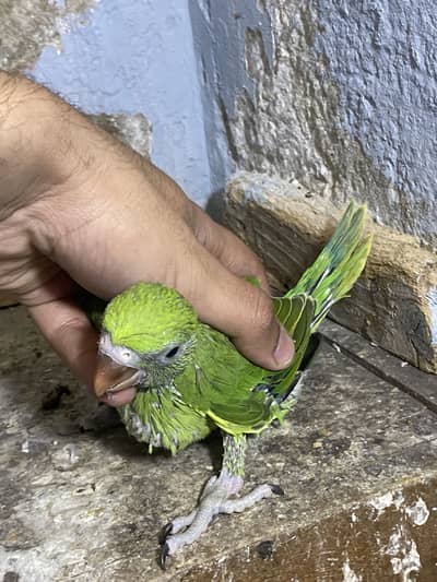Green parrot