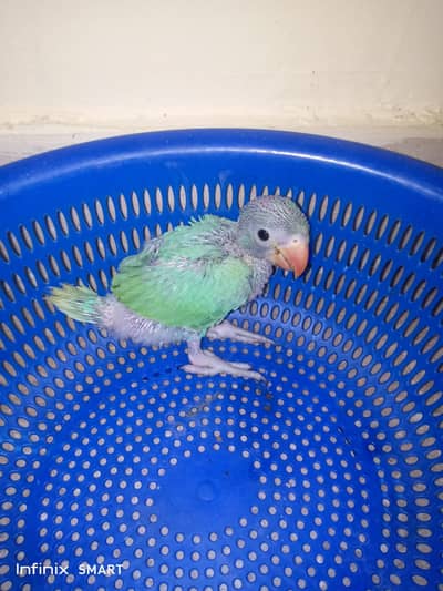 turquoise blue opaline ringneck chick