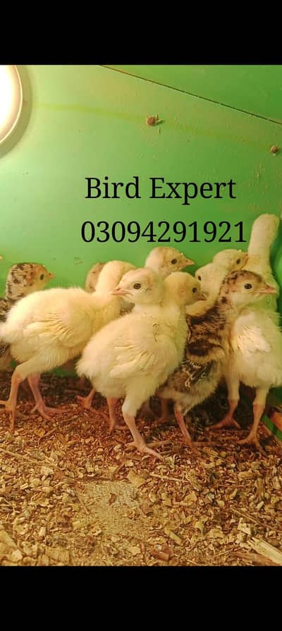 turkey chicks
