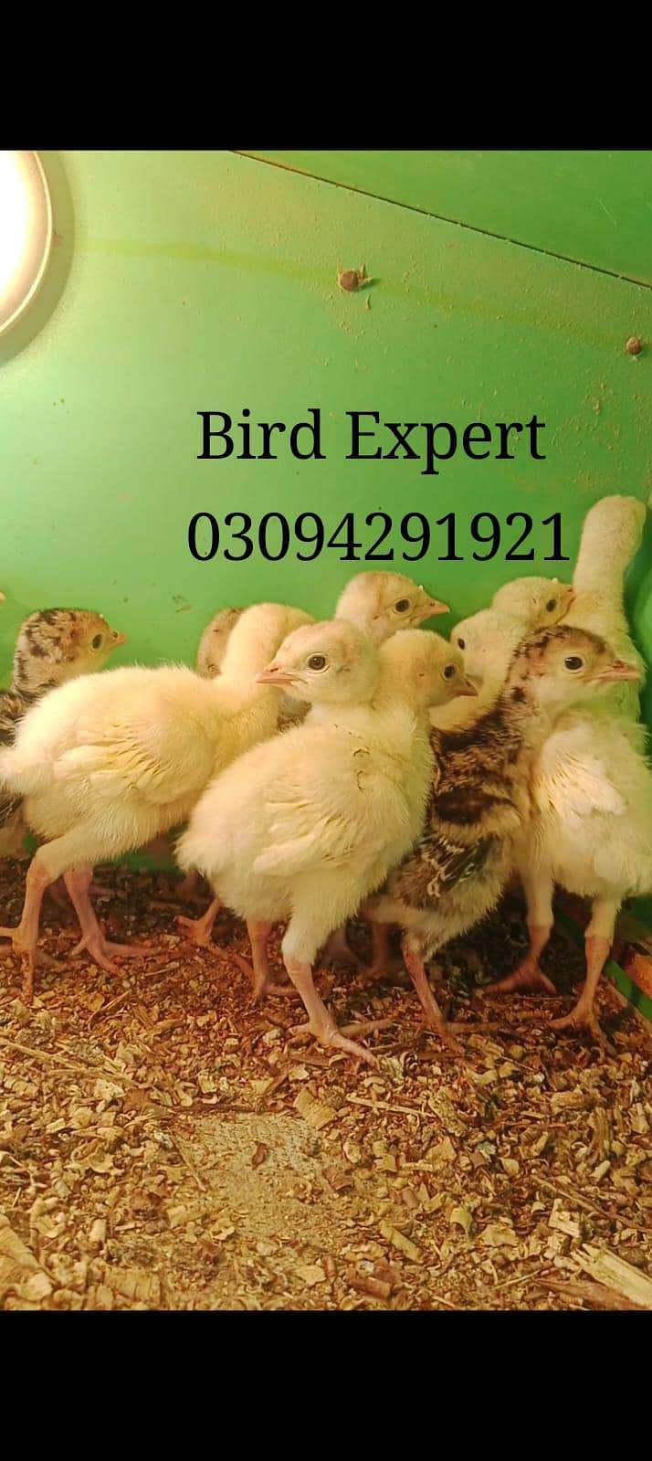 turkey chicks 0
