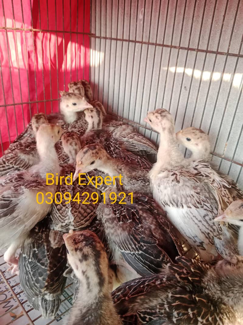 turkey chicks 1