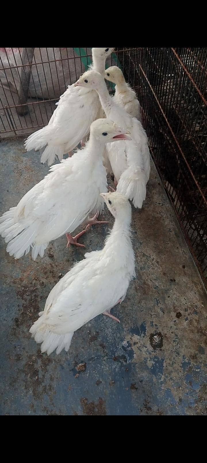 turkey chicks 2