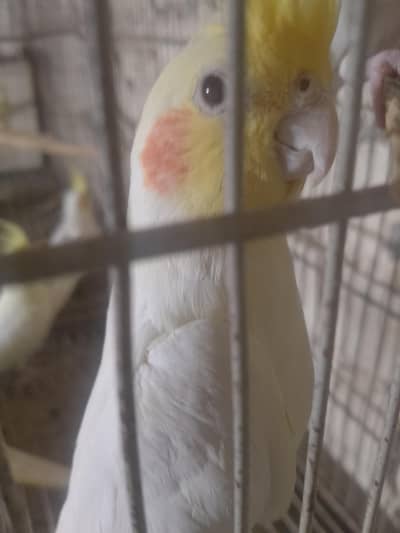 Talking cocktail pair for sale +923267409123