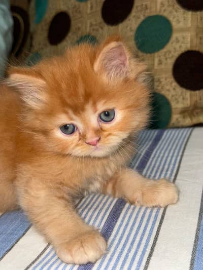 Persion cat triple coat