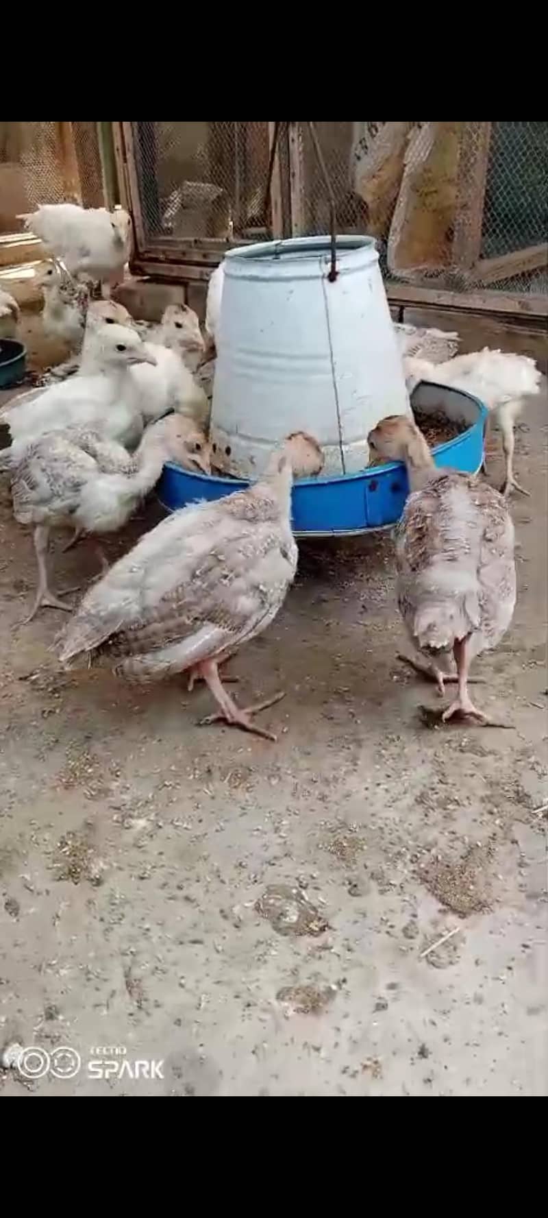 turkey chicks 0