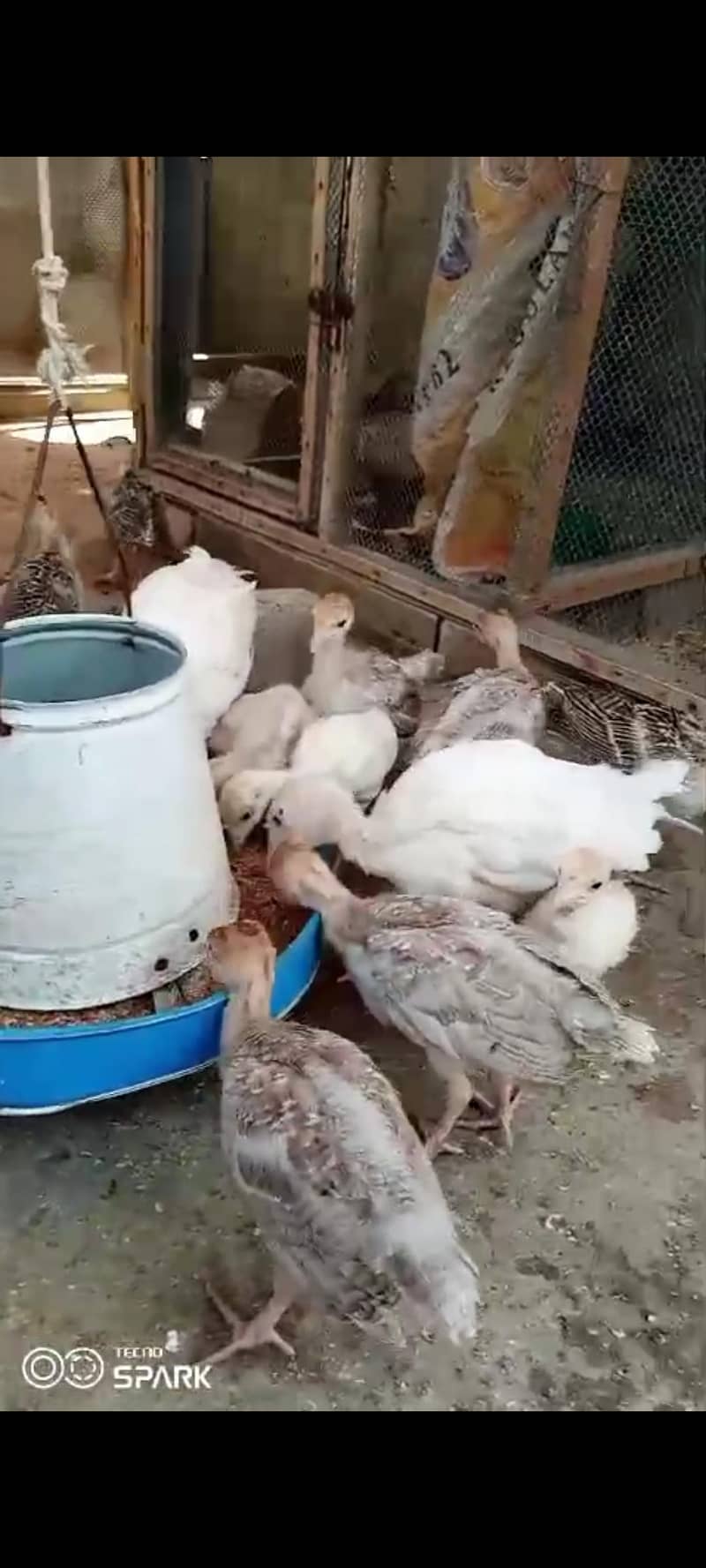 turkey chicks 1
