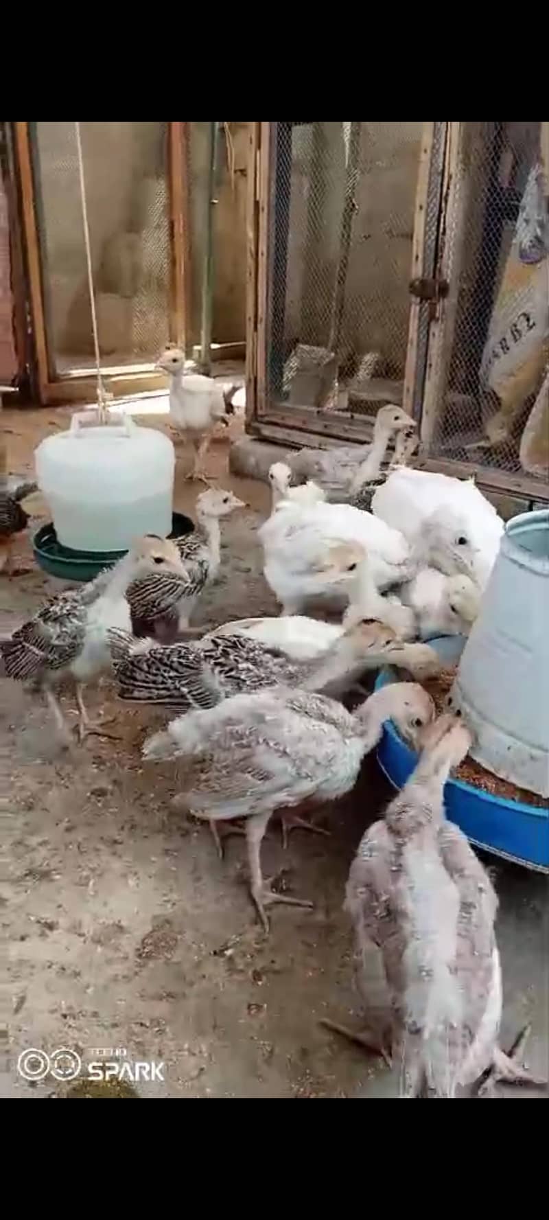 turkey chicks 2