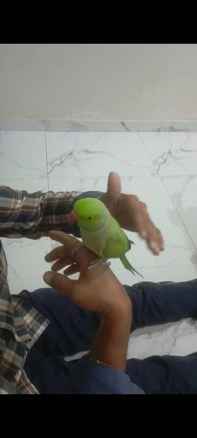hent tem tota he bht hi peyra apni Marzi se Bolta he