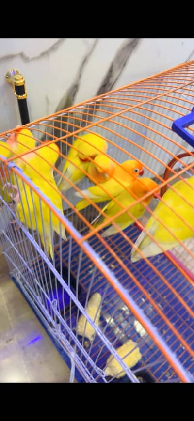4 pair lovebirds sale with cage