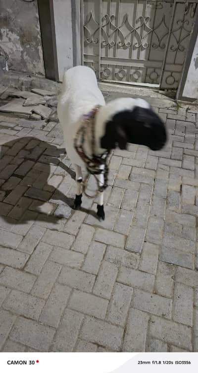 Dumba