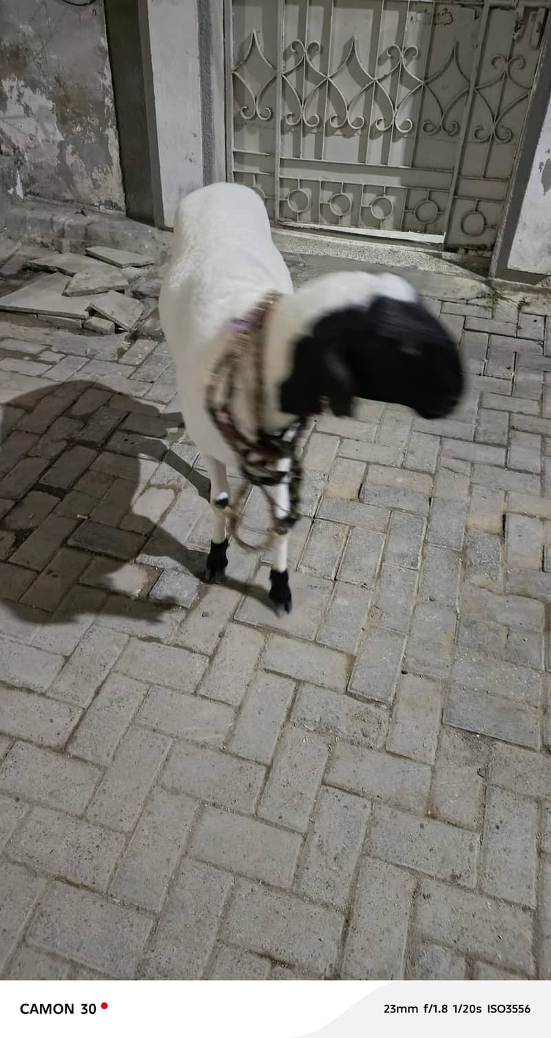 Dumba 0