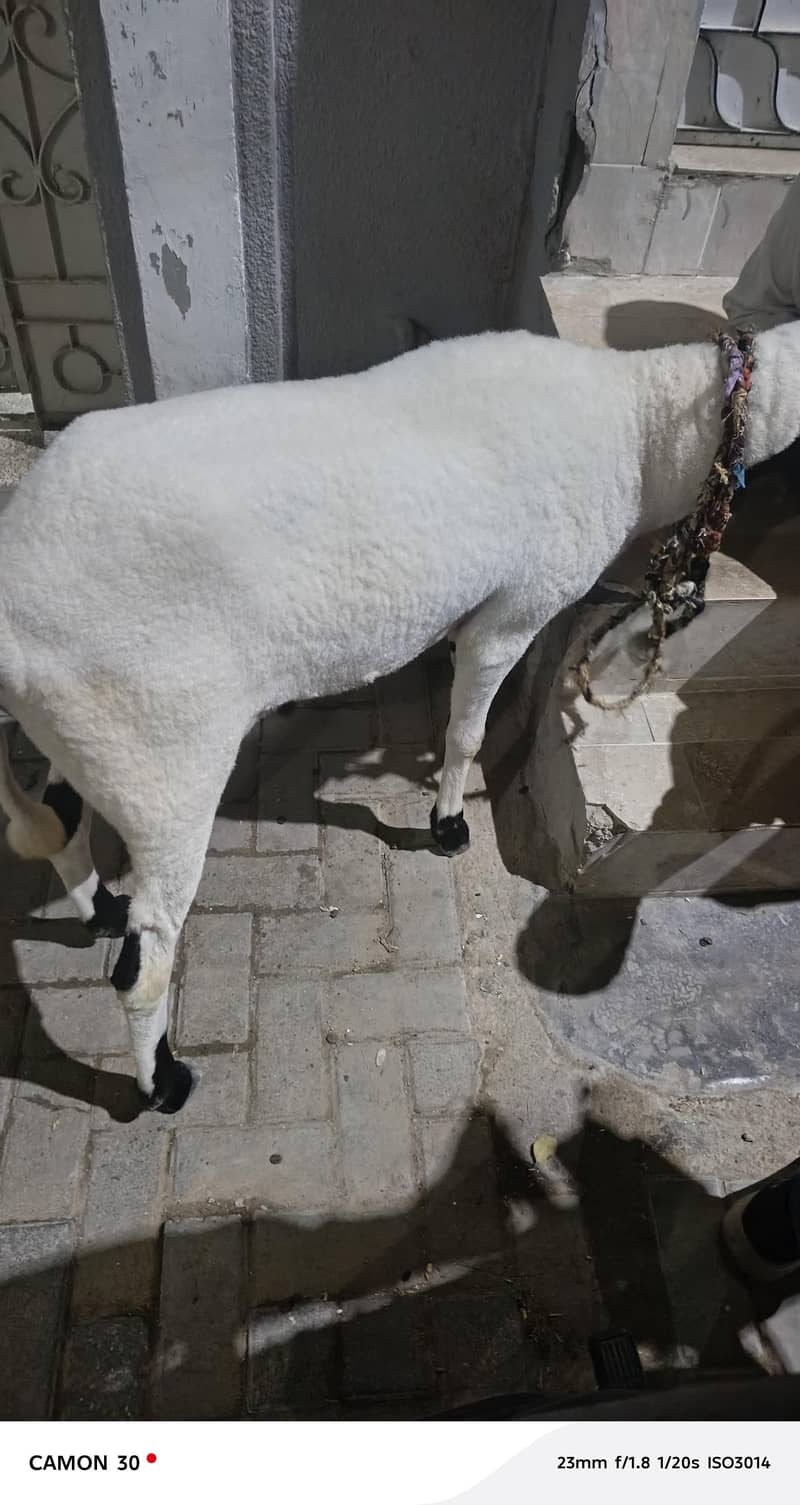 Dumba 3