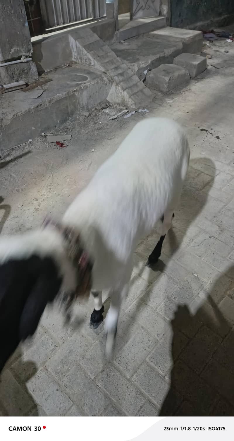 Dumba 5