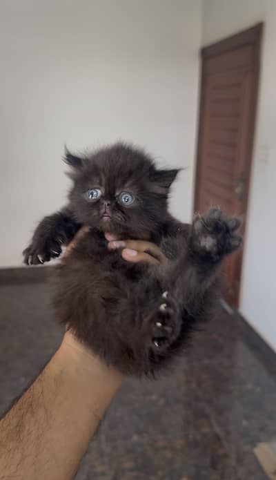 piki punch face kittens