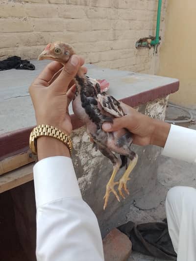 lasani Sindhi cross  4 chicks in jaranwala