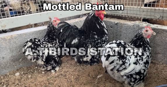 Bantams / Buff / Polish / Silkie All types of breeds chicks available