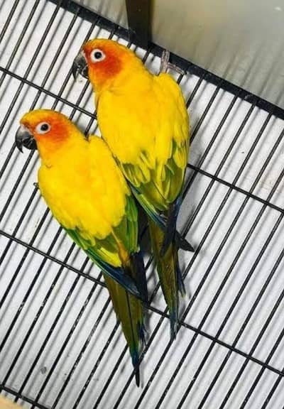 Sunconure breeder pair for sale