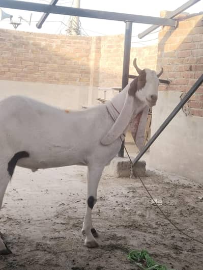Ghar ka palay wa Rajan poori  sirf yahi rapta number 03002971200
