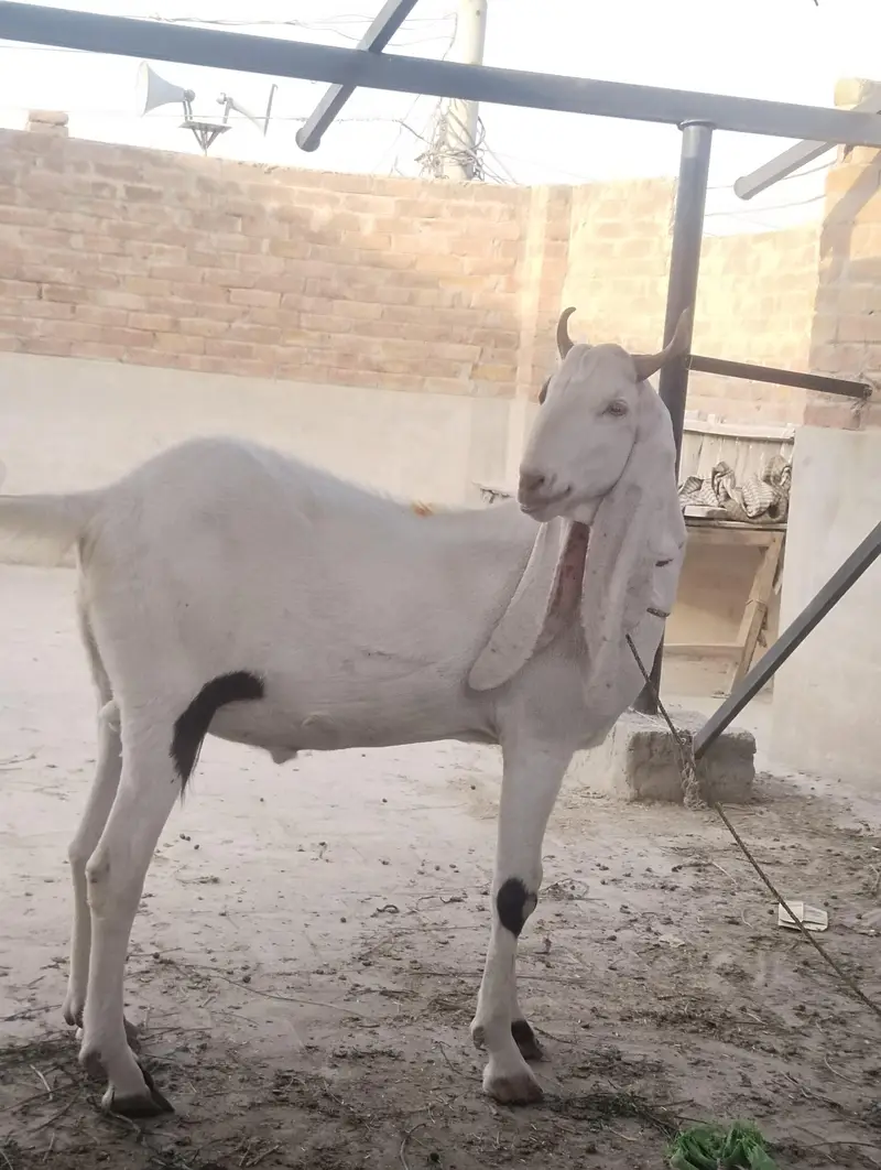 Ghar ka palay wa Rajan poori  sirf yahi rapta number 03002971200 — photo 2
