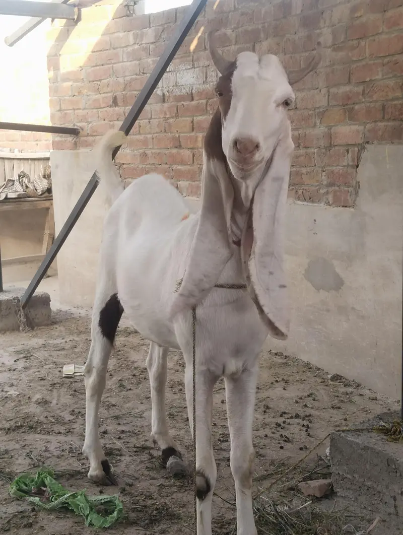 Ghar ka palay wa Rajan poori  sirf yahi rapta number 03002971200 — photo 3