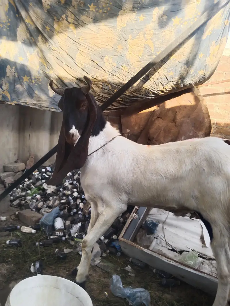 Ghar ka palay wa Rajan poori  sirf yahi rapta number 03002971200 — photo 4