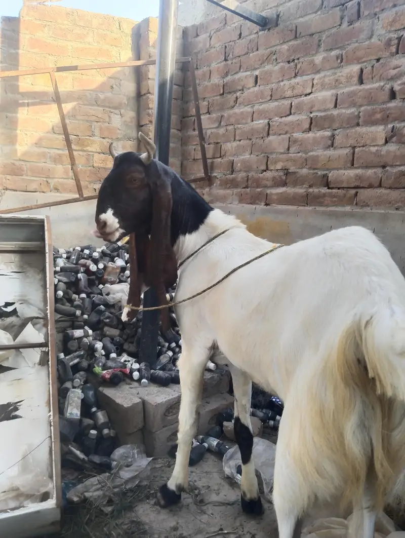 Ghar ka palay wa Rajan poori  sirf yahi rapta number 03002971200 — photo 5