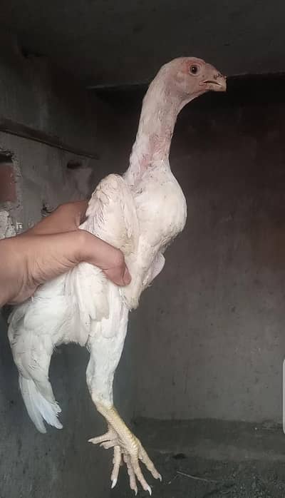 White German shamo 03278028313