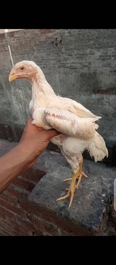 White German shamo 03278028313