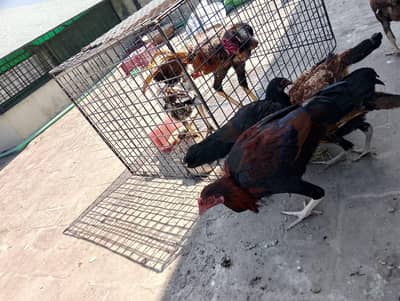 Pure Aseel Mianwali Hens For sale/7.5 Months/Healthy and active