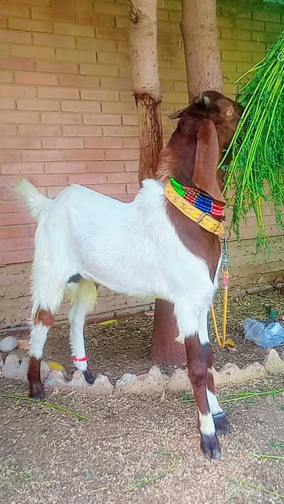 2 Danth Bakra for sale