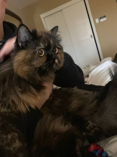 Greyish brown peke face triple coated  female cat