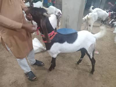 khasi bakra pair 160 k only