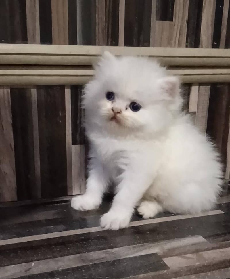 Persian kittens 0