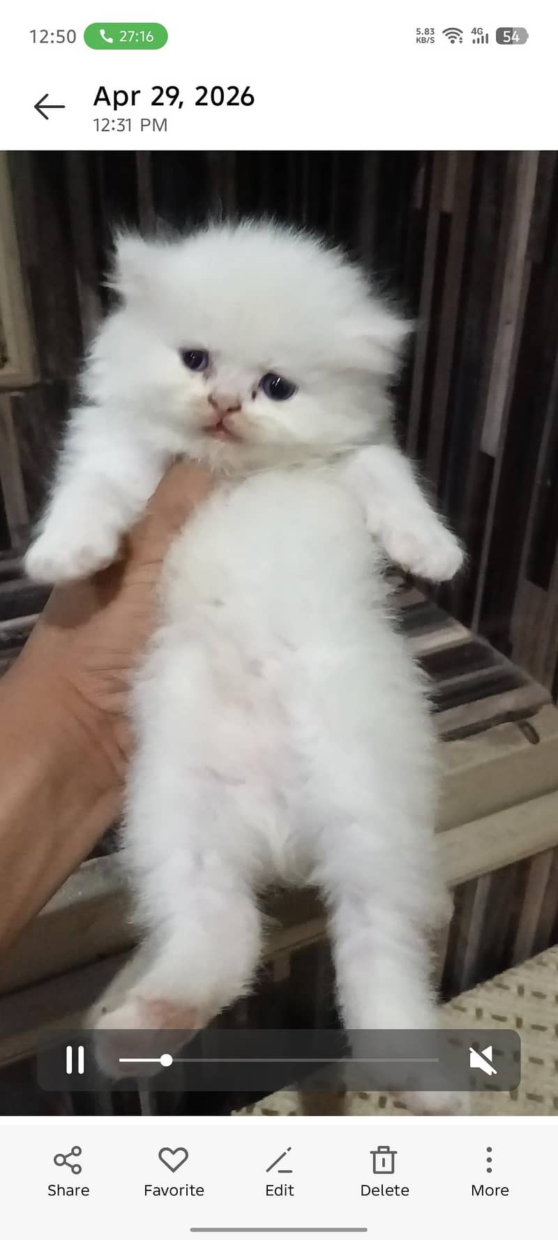 Persian kittens 1