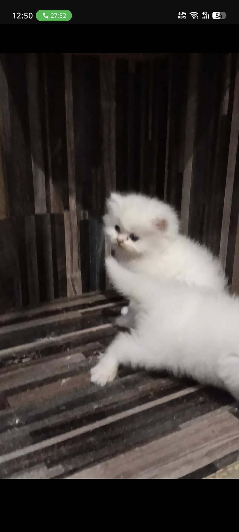 Persian kittens 2