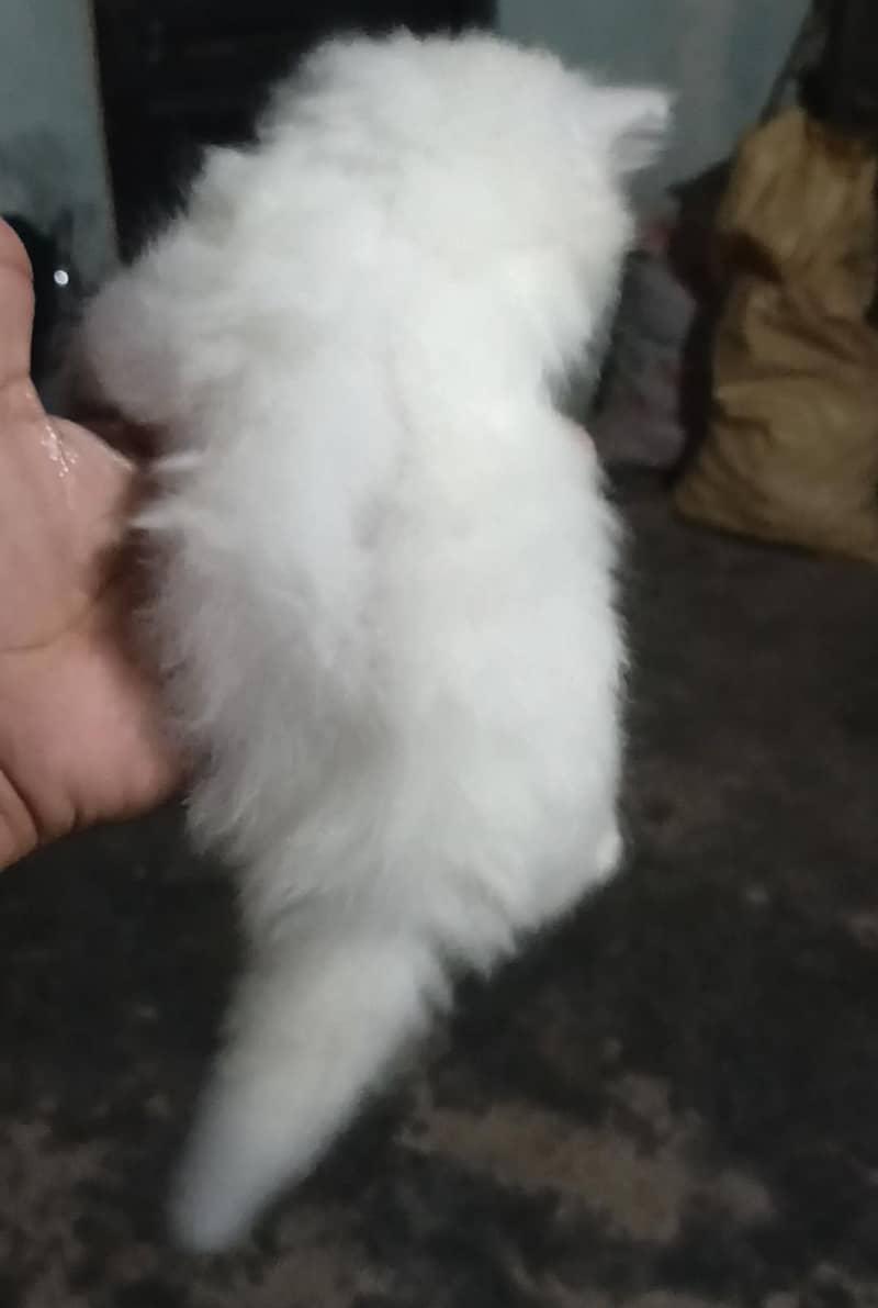 Persian kittens 3