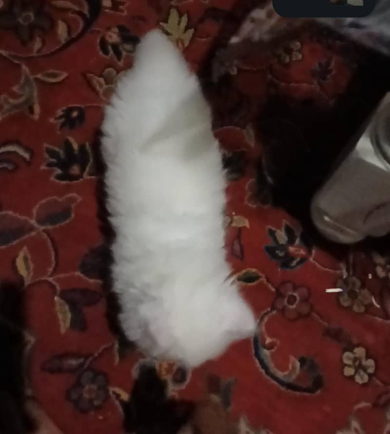 Persian kittens 4