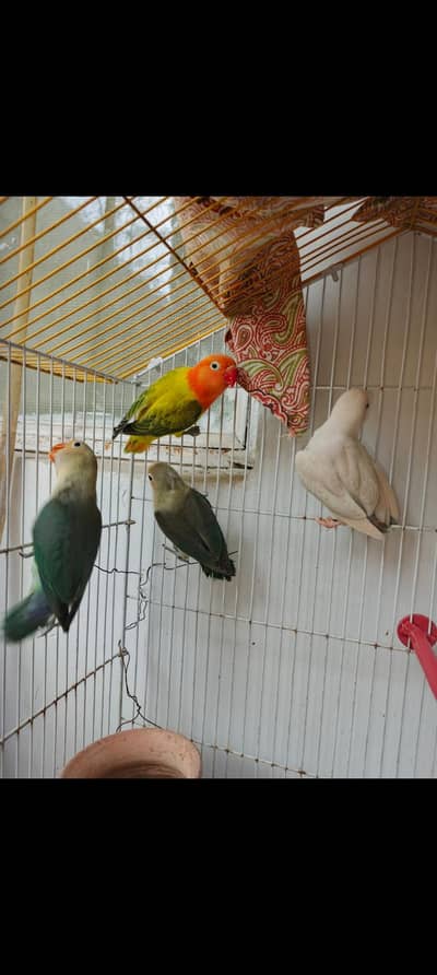 LOVE BIRDS FOR SALE