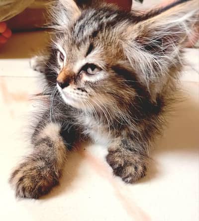 Persian kittens