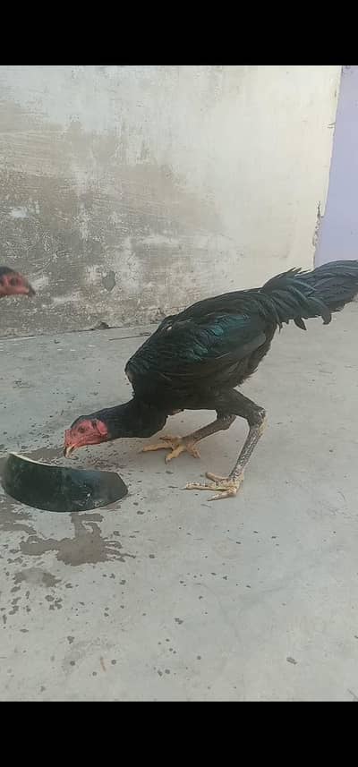 Aseel Panis Breed Breeding 2 Male