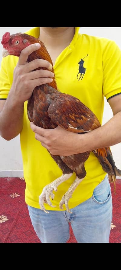 Aseel peela murga