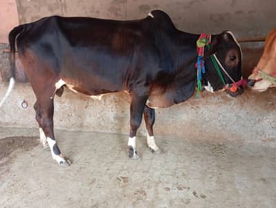 Bull for Qurbani