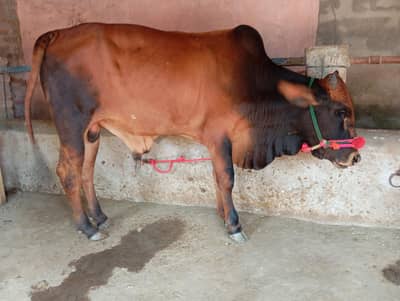 Bull Bachra Vacha for Qurbani