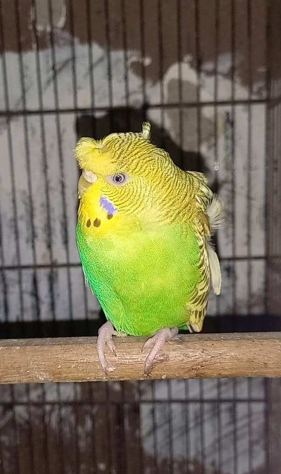 Hogoromo King size & Undersize 2